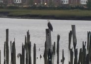 Eagle on piling in the Neponset River in Dorchester