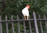 Rooster on Walk Hill Street in Jamaica Plain