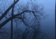 Trees in the fog at Fresh Pond