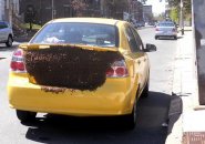 Bee swarm on the back of somebody's car