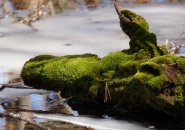 Moss in a vernal pool in Stony Brook Reservation