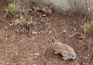 Rabbits on the Rose Kennedy Greenway