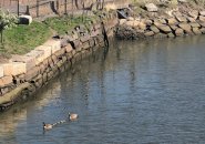 Geese in Fort Point Channel