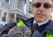 Owl and MBTA worker
