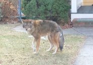 Limping coyote of West Roxbury