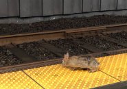 Rabbit in the Kenmore Square Green Line station
