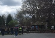 Large fallen branch in Franklin Park