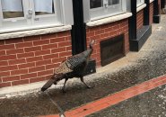 Turkey in the North End