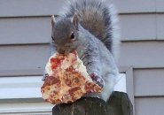 Squirrel eating a pizza