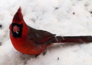 Cardinal in the snow in Hyde Park