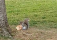 Squirrel eating a bagel in Newton
