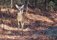 Deer in Stony Brook Reservation