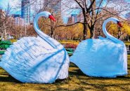 Swans from Public Garden Swan Boats on the grass