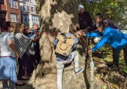 Measuring the mighty sycamore tree on Poplar Street in Roslindale