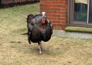 Big angry turkey in Roslindale