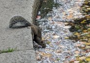 Squirrel getting a drink from the Boston Public Garden lagoon