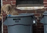 Raccoon in the trash in alley off Marlborough Street