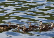 Wood ducks in Jamaica Pond