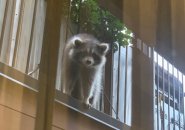 Raccoon in the South End