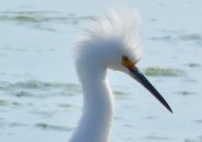 Egret with fuzzy feathers at Belle Isle Marsh