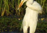 Egret stretches its neck at Millennium Park