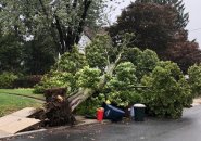 Tree down in Roslindale