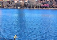Man on a paddleboard in the Charles River