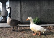 White duck and goose on the Esplanade