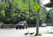 Missing geese-crossing sign