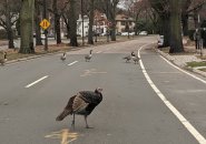 Turkey and geese in Jamaica Plain