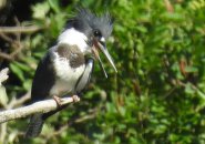 Belted kingfisher at Millennium Park