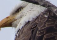 Eagle in Millennium Park