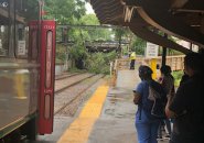 Downed tree at Newton Highlands