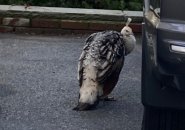 Unusual bird in Somerville