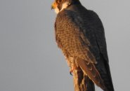 Peregrine falcon perched by the Charles River in West Roxbury