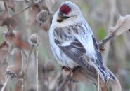 Hoary redpoll on the Rose Kennedy Greenway in Boston