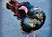 Multi-colored turkey
