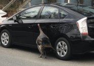 Turkey pecks a Prius in Cambridge