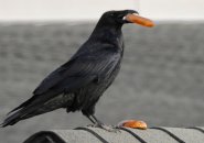 Raven eating a bagel