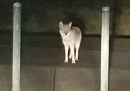 Coyote in Roxbury
