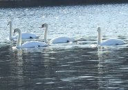 Swans in the Charles River