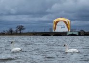 Swans in Dorchester Bay
