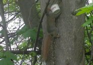 Squirrel with a cup of JP Licks to go