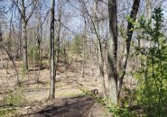 Allandale Woods in early May