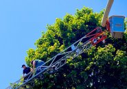 Leading a tree trimmer down a fire ladder