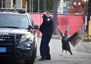 Angry turkey and cop in Somerville