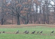 Lot of turkeys in Franklin Park
