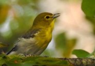 Yellow-throated vireo at Millennium Park in West Roxbury