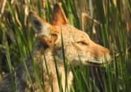 Coyote astatine  Millennium Park