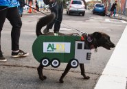 AlEx the garbage-seeking hound in Jamaica Plain